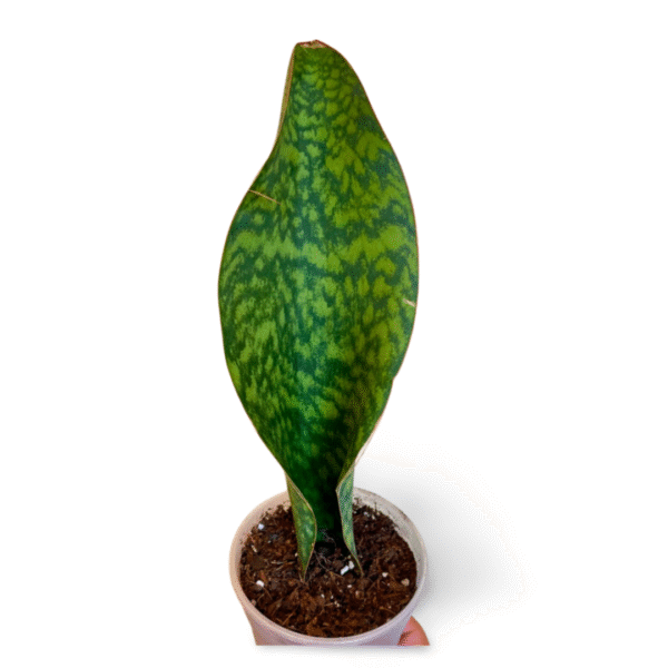 Sansevieria Masoniana (Aleta de Ballena)